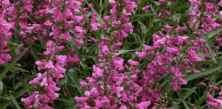 2024 CSU Perennial Trial “Top Performers”